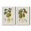 Toile encadrée de qualité supérieure Vintage Pears III - prête à être accrochée-272582182-272582188
