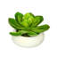 Jardinière avec succulent Echeveria artificielle-1784032527-1784039847