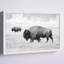 «Buffalo pair» par Marmont Hill - reproduction de photo sur papier encadrée-1296739269