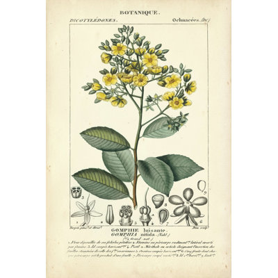 Étude botanique en jaune II