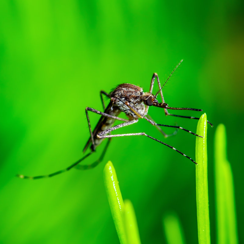 Deshown " Culex Mosquito ", 12" H x 12" W
