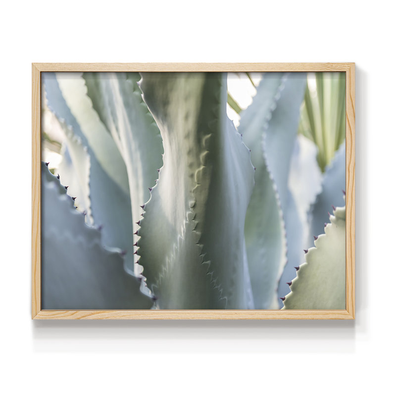 Agave bleue II - reproduction encadrée, Naturel, H 16 po x l 20 po