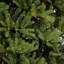 12' H Green Fir Christmas Tree with 2000 Lights