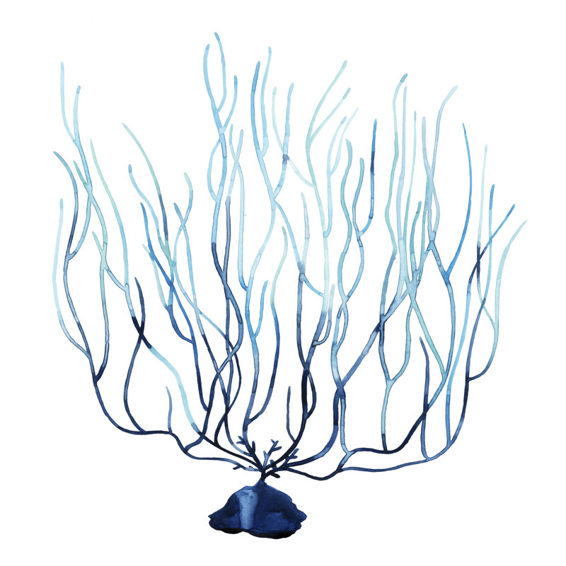 Fan De La Mer I by Grace Popp - Wrapped Canvas Painting, 122cm H x 122cm W x 3.8cm D