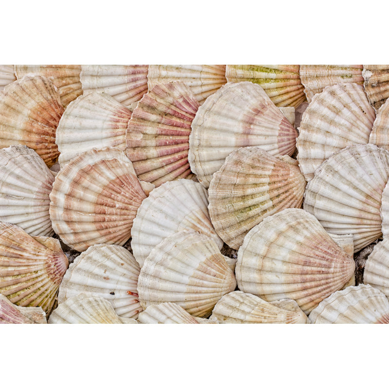 Coquille festonnée par Brasil2, H 32 po x l 48 po