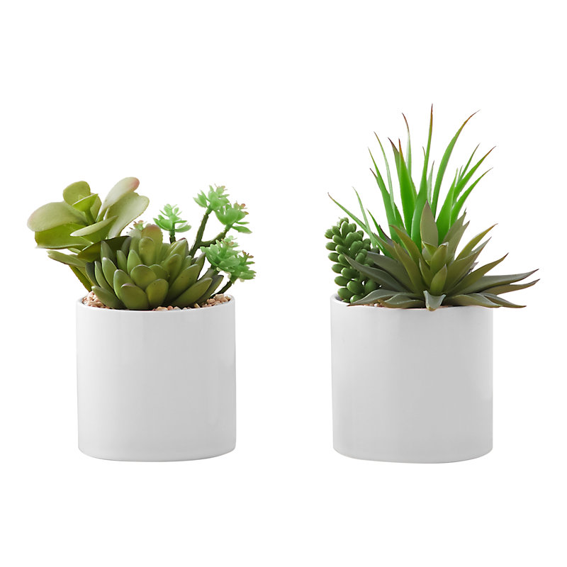 Plante succulente en pot 7 po Mcclendon