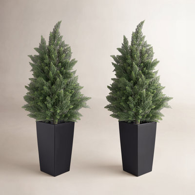 47" Cedar Tree in Pot