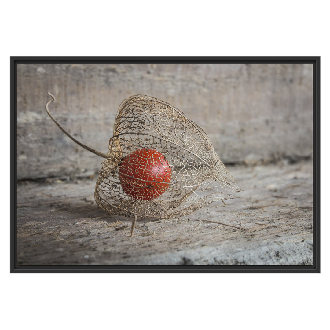 Gerahmtes Wandbild Physalis