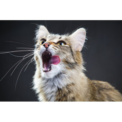Portrait d'un chat par Sergueïeva