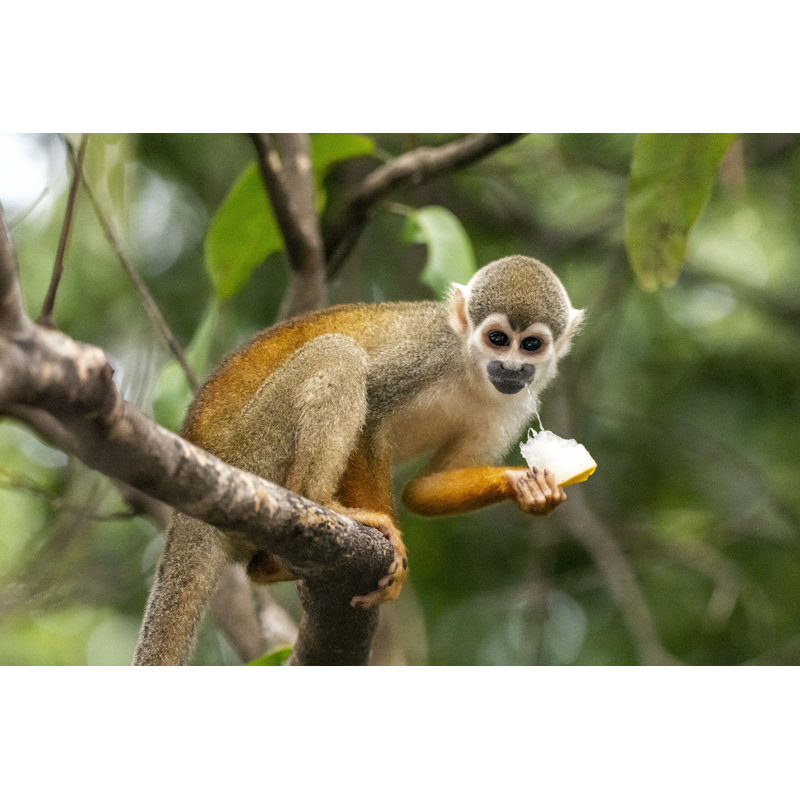 «Donitta Squirrel Monkey» par Cavan Images - reproduction, H 12 po x l 18 po