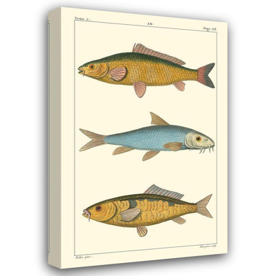 Astoria Grand Pretre Gallery Wrapped Canvas Art Titled: Freshwater Fish II