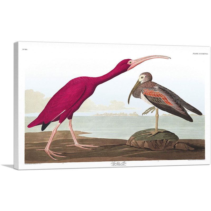 «Scarlet ibis» par James Audubon, reproduction d'art sur toile tendue, null