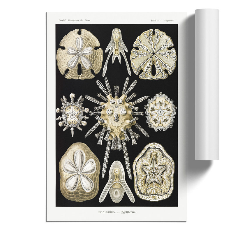 Echinoida Sea Urchin by Ernst Haeckel - Frameless Print, 42cm H x 30cm W x 0.1cm D