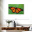 Joli papillon monarque Brampt-108912912