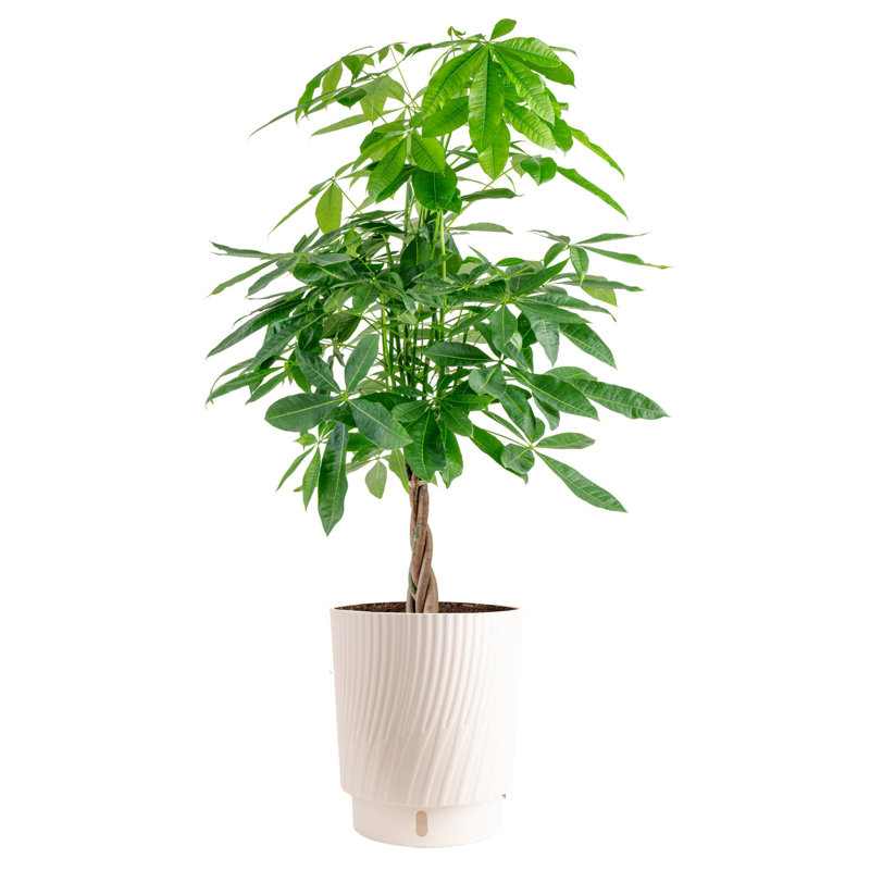 Money Tree in Décor Pot