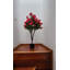 Bougainvillée plante d'extérieur / d'intérieur