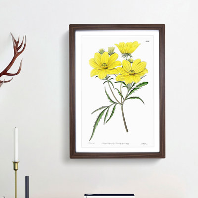 Yellow Tickseed Flowers - Framed Print