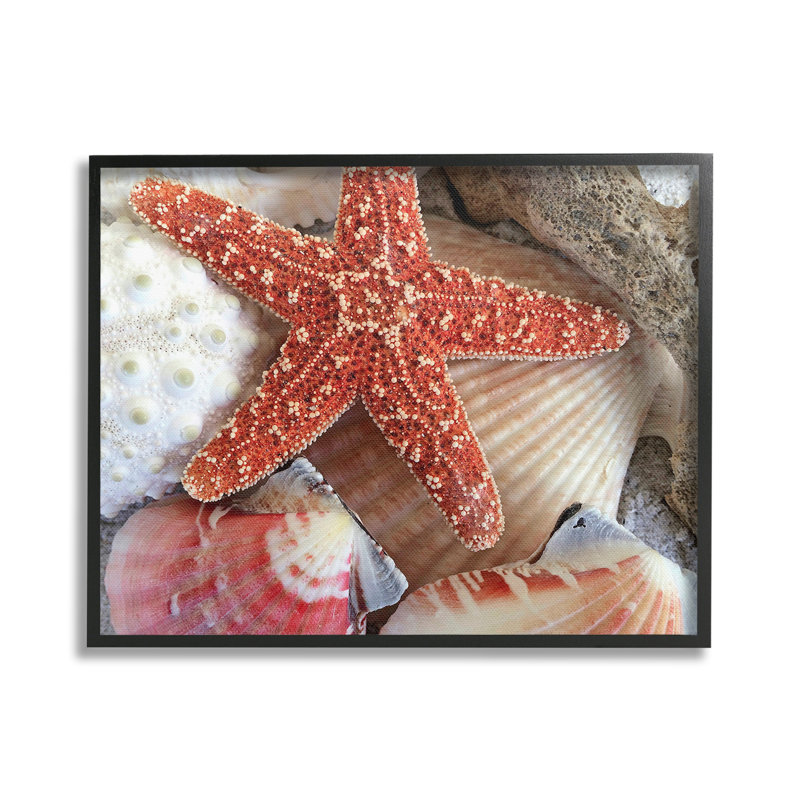 Bc-499_FG " Various Seashells Ashore " by Graffitee Studios, Midnight Black Framed Giclee, 24" H x 30" W
