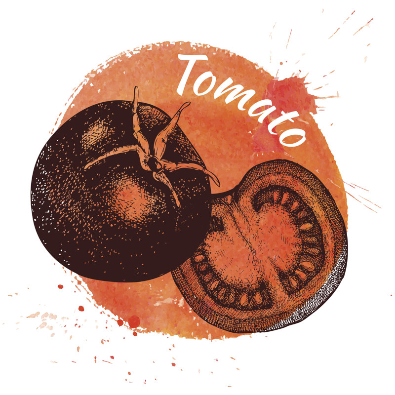 Vector Illustration Of Tomato by Geraria - Wrapped Canvas Painting, 30cm H x 30cm W