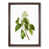 Walnut Framed