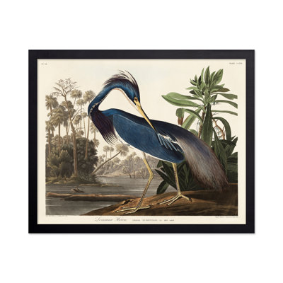 John James Audubon - héron de Louisiane