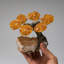 Small Citrine Clustered Gemstone Tree on Citrine Matrix (The Calming Tree)