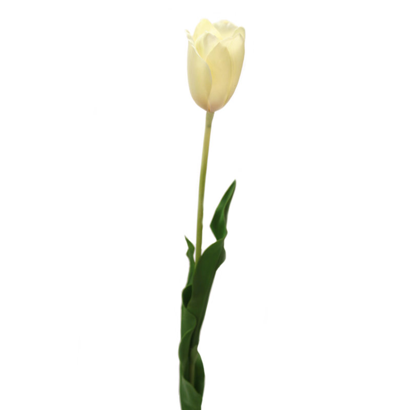 Grande tulipe ouverte de 31 po, Blanc