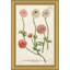 Weiman Ranunculous Framed