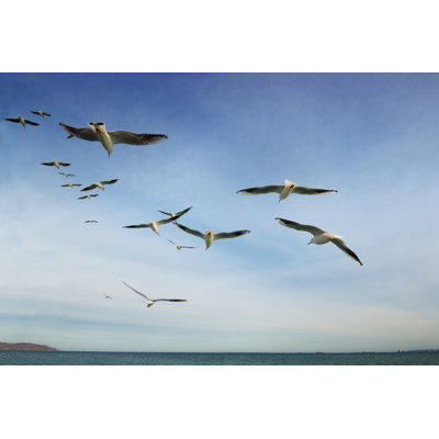 Group Of Seagulls - Wrapped Canvas Print