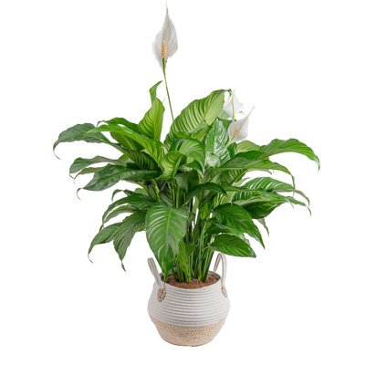 Costa Farms Indoor Peace Lily Spathiphyllum House Plant in 10-inch Weave Basket -  CO.ST100.4D.PLMCM.WHT