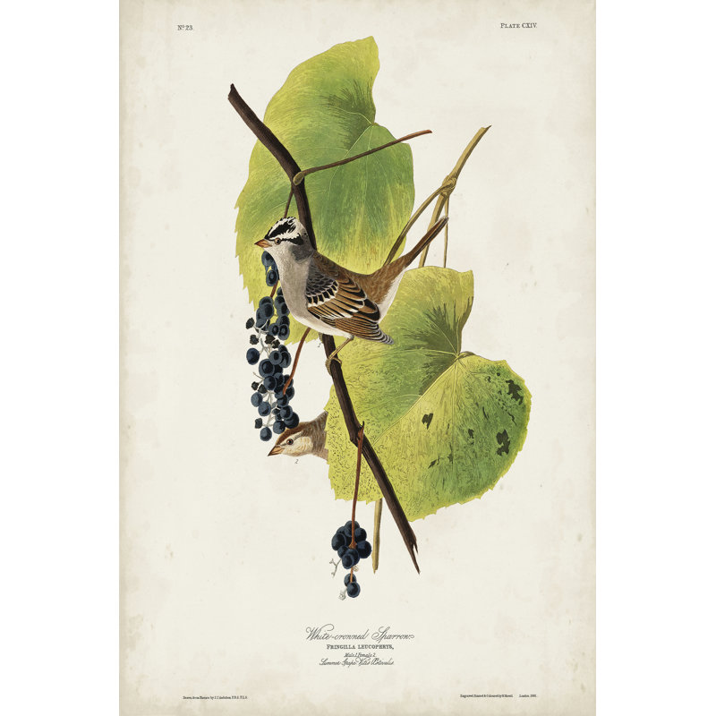 Pl 114 White-Crowned Sparrow by John Audubon - Wrapped Canvas Painting, 30cm H x 20cm W