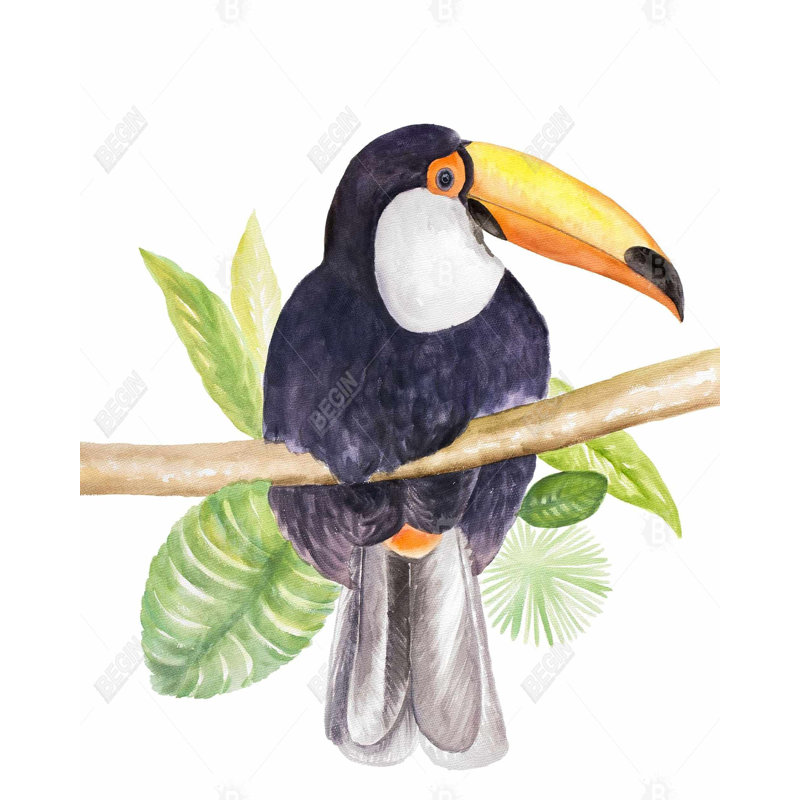 " Toucan "