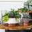 PlotPlanter-698129587