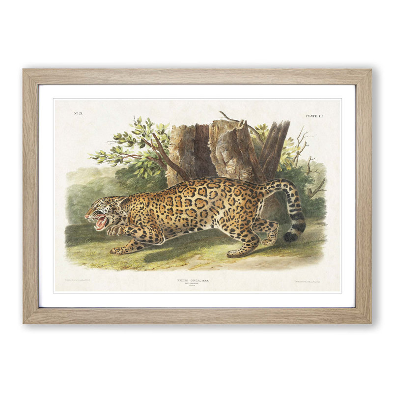 Jaguar by J.W. Audubon - Framed Print, Oak Framed, 27cm H x 36cm W x 2cm D
