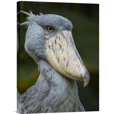 " Shoebill "
