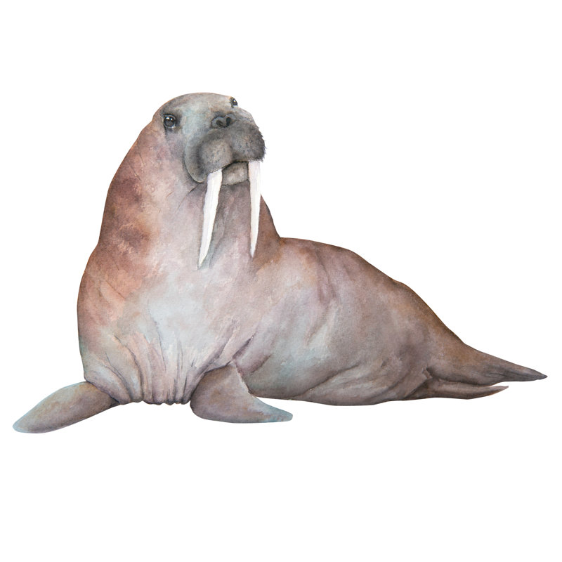 Berengario Berengario Walrus Watercolor Illustration - Wrapped Canvas Painting, 30cm H x 30cm W x 3.8cm D