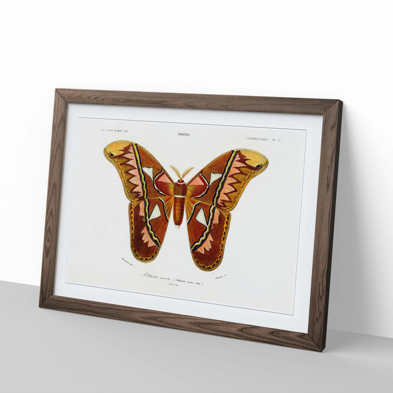 Attacus Atlas Moth by Charles d Orbigny - Framed Print, 24cm H x 33cm W x 2cm D, Walnut Framed