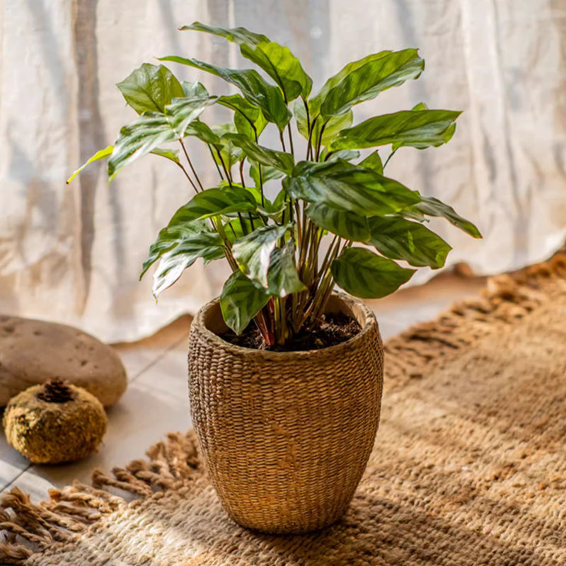 Petekar Pot Planter, 11" H x 10.2" W x 9.25" D