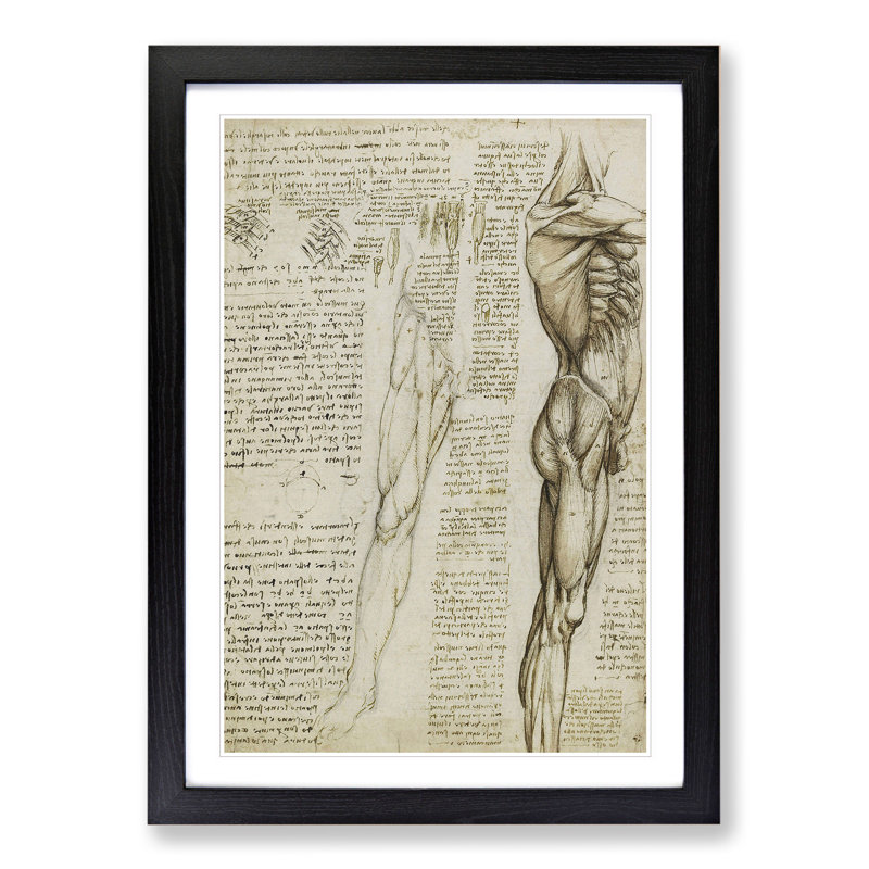 Human Anatomy Vol.6 by Leonardo Da Vinci - Picture Frame Drawing, 36cm H x 27cm W x 2cm D, Black Framed