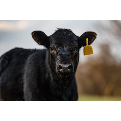 Black Angus Calf Close Up 1 Piece Wrapped Canvas Wall Art