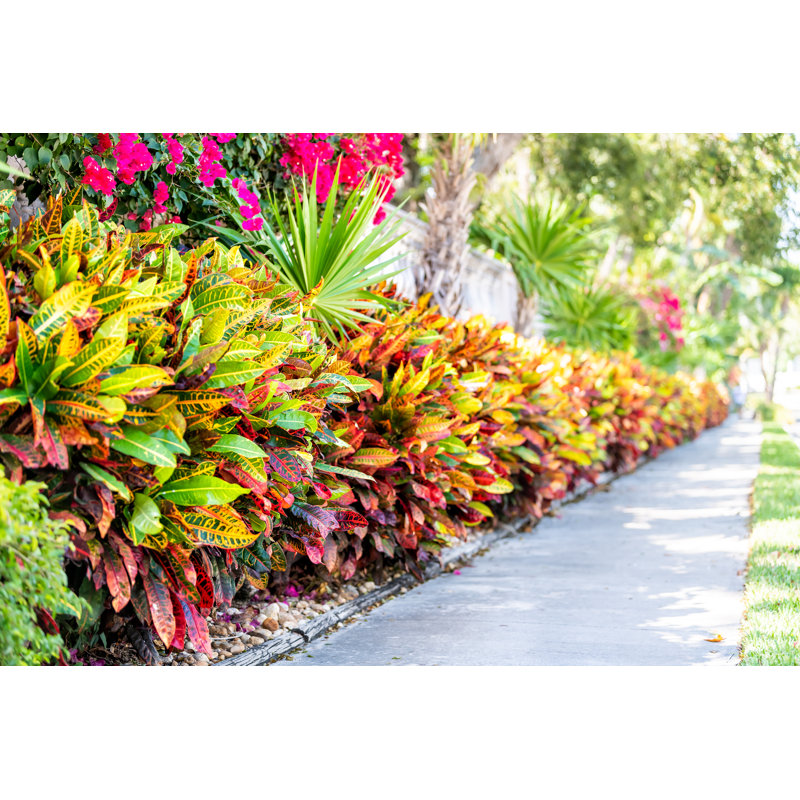 Vibrant Codiaeum Variegatum - Wrapped Canvas Print, 30cm H x 46cm W