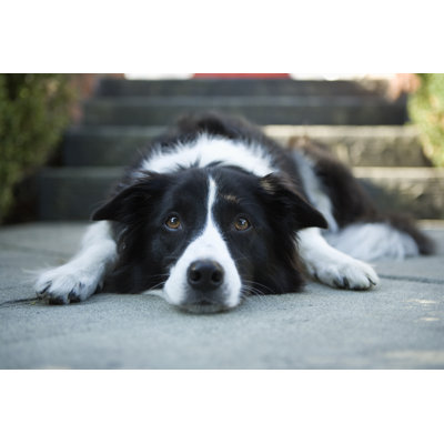 Border collie par Echo1