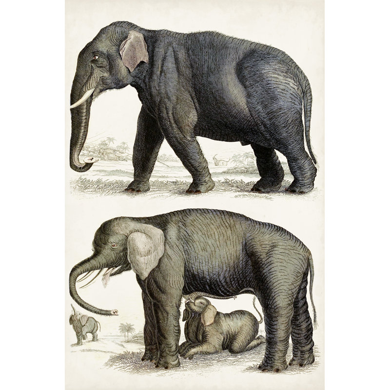 Journal Of Natural History IV by Georges Cuvier - Wrapped Canvas Print, 30cm H x 20cm W x 3.8cm D