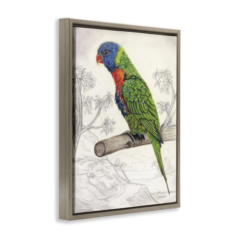 "Lorikeet", croquis de nature noire encadrée sur toile flottante par Connie Resch, Cadre flottant orme Montalcino