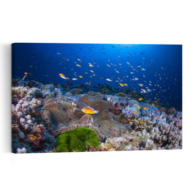 Vibrant Coral Reef Life Colorful Vibrant Fish Nature Ocean Wall Art Print