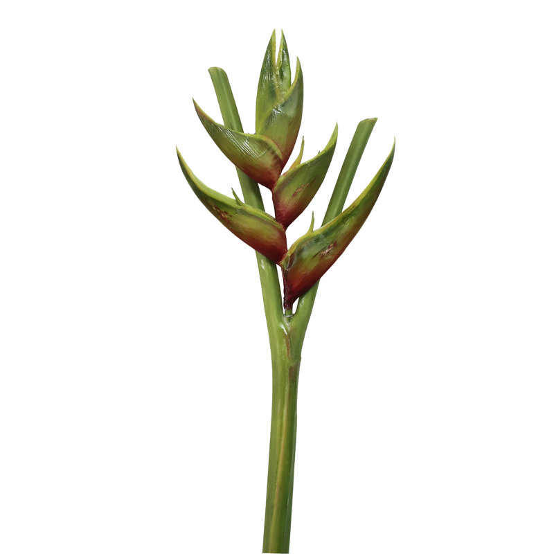 TORCH HELICONIA STEM