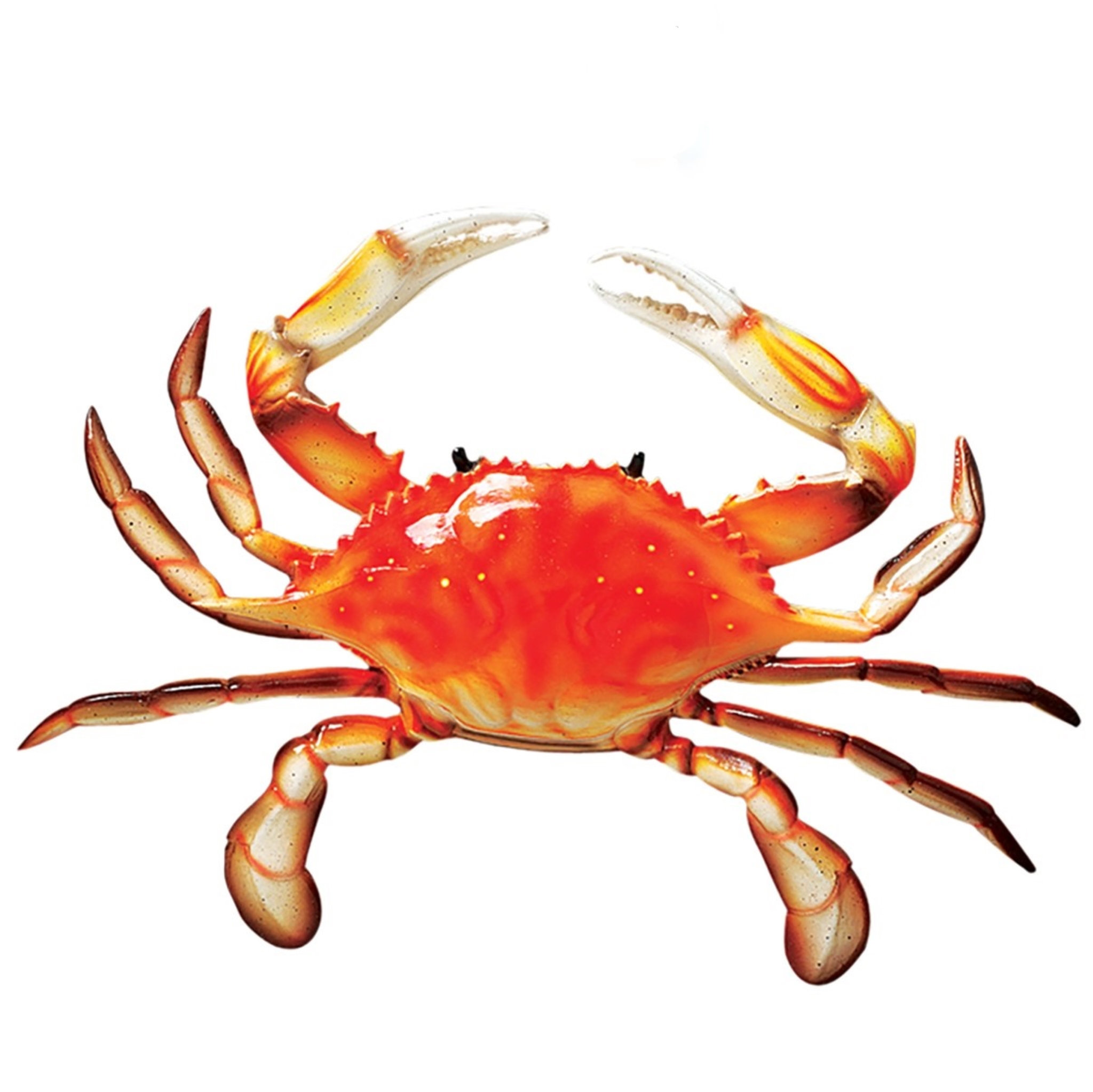 https://assets.wfcdn.com/im/49274772/compr-r85/2225/222545448/tropical-crab-wall-decor.jpg