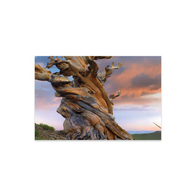 " Foxtail Pine Tree, Twisted Trunk Of An Ancient Tree, Sierra Nevada, California III " by Tim Fitzharris