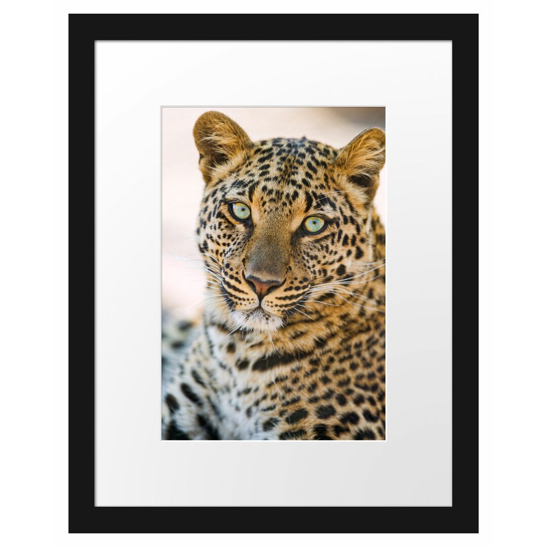 Gerahmtes Poster Schöner Leopard