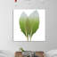 Artichoke - Wrapped Canvas Print-665718939
